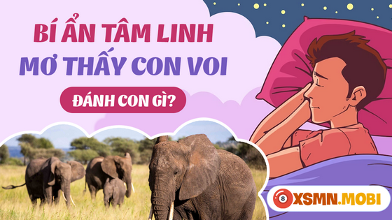 Nằm mơ thấy voi mua số gì dễ trúng độc đắc?